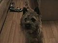 Funny Cairn Terrier is Scared of Feathers