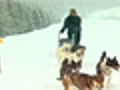 Dog Sledding