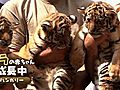 ハンガリーの動物園で3匹のシベリアトラの赤ちゃんが一般公開に向け、ワクチン接種