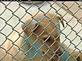 Domestic Abuse Affects Pets Too