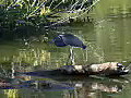 Royalty Free Stock Video HD Footage Zoom out From a Great Gray Heron in Florida