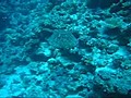 Diving In Sharm El Sheikh,  Egypt