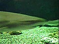 Visite de l&#039;aquarium de Liège