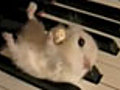 Hamster on a piano