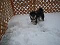 雪で遊ぶ柴犬