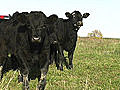 KU grad studies cow stress