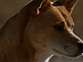 National Geographic Animals - Dingo Vs. Kangaroo
