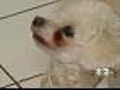 Animal Abuser Registry A Possibility In N.Y.