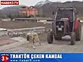 Turkish Kangal dog pulls tractor - Worldrecord,  Strongest Dog