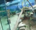 木柵動物園大熊貓