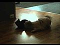Maine Coon kitten playing with our dog