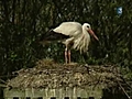 Nidification des oiseaux au parc du Marquenterre