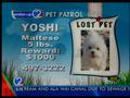 Pet Patrol alert - Yoshi is missing