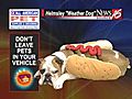 Helmsley the weather dog: Hot dog