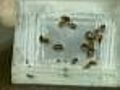 Chicago: Fifth In Nation For Bed Bug Infestation