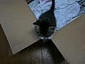 20100503 新しく子猫が生まれました