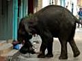 Dos elefantes desatan el caos en la India