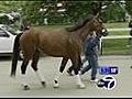 Video: Big Brown arrives at Belmont