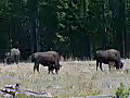 Royalty Free Stock Video HD Footage Buffalo Grazing in a Field in Grand Teton National Park