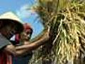 Indonesia fears future rice shortage
