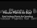 House Plants Make Wonderful Indoor Plant Gifts!