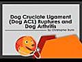 Dog Cruciate Ligament Ruptures