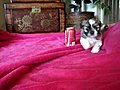 ♥My Baby Girls♥ Imperial Shih Tzu’s