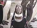 Penguin Wears Jacket