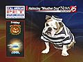 Helmsley the weather dog