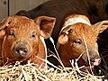 Nur liebe Wildtiere kommen in den Stall