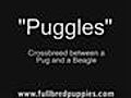 Puggles Puppy
