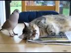 Turtle Dove and Cat