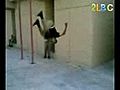 عسكري....