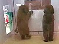 Des chiots qui ont le rytme dans la peau !