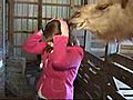 On Camera: Camel Eats Reporter’s Hair