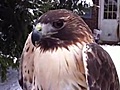 Rehabilitated hawk to be released