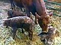 Cow Gives Birth To Triplets