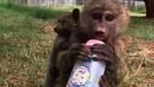 Baboon Adopts Bushbaby