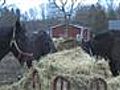 Horses Eating Hay