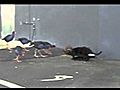 Cute wild Cats and Native New Zealand Birds sharing food