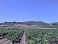 sortie detection dans une vigne