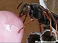 Hand Feeding A Wasp