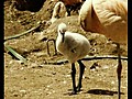 10 Day-Old Flamingo Chicks