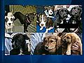 Puppies Stolen From Animal Shelter