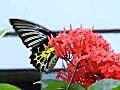 Southern Birdwing butterfly in motion