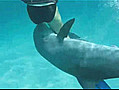 Harcèlement sexuel d’un dauphin