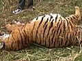 Fifth tiger found dead in Corbett this month