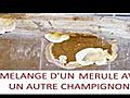 la mérule,  traitemant, identification - www.nord-humidite.com-