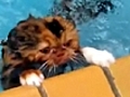 Strange - The Cat That Swims
