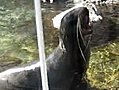 Seal Screams Like a Man